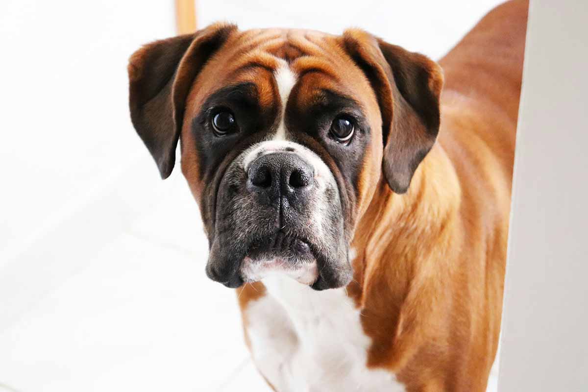 a Boxer stand in the room.