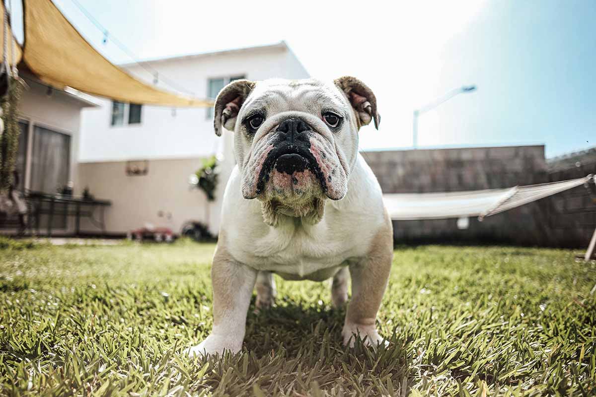 a Bulldog stand in the field ouut side home.