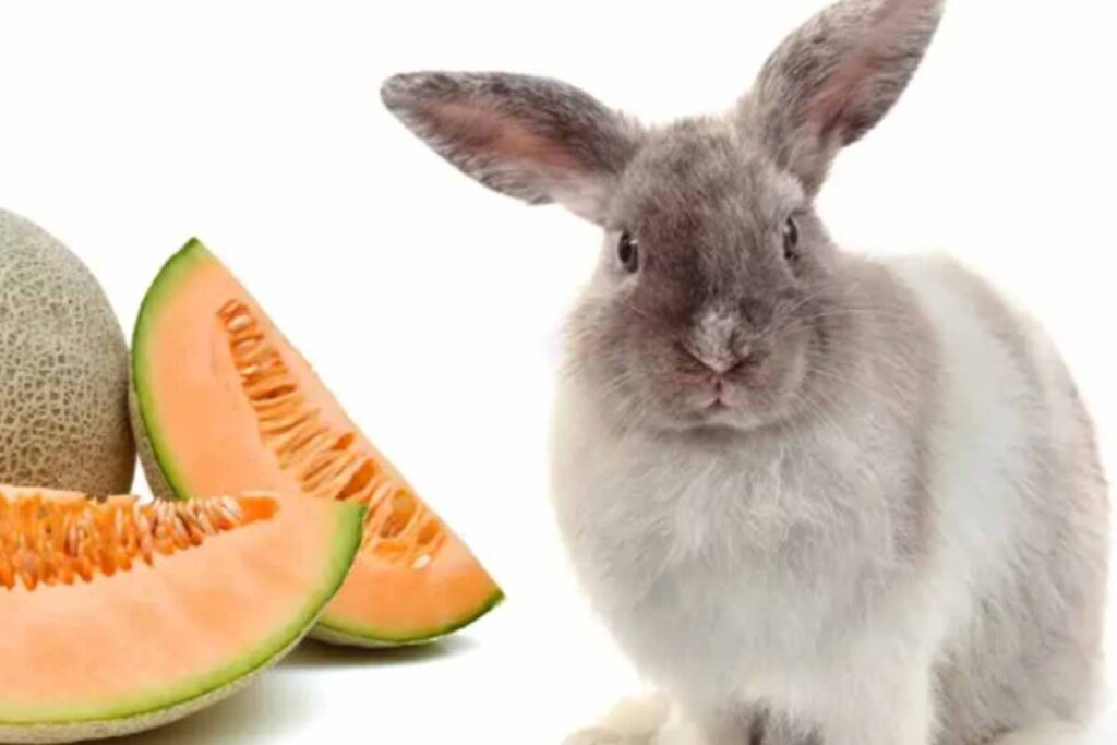 Rabbit stand out side cantaloupe.