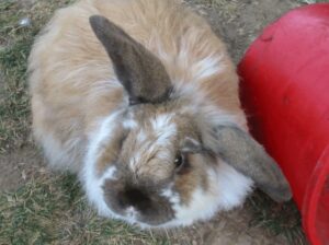 Cashmere Lop rabbit sitting down.