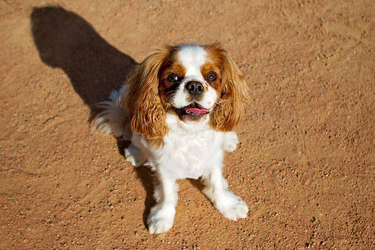 a Cavalier King Charles Spaniel sitting down in the field