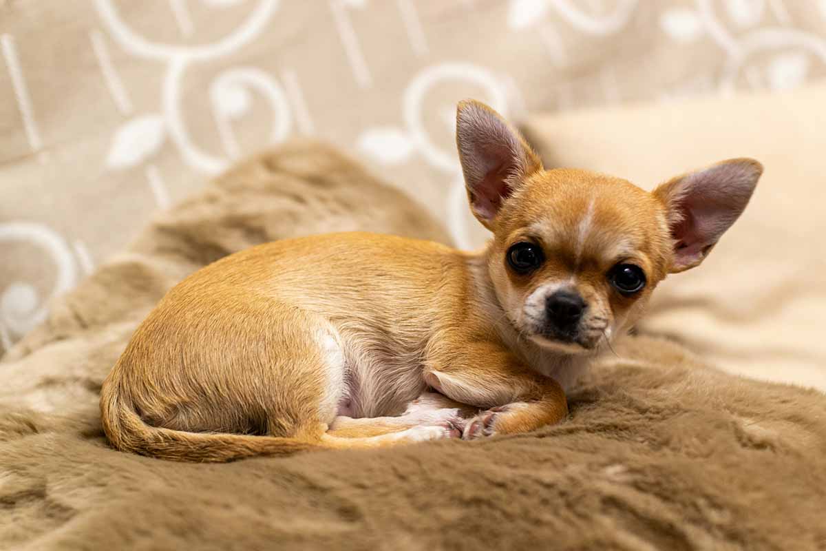 a Chihuahua dog laying in the bed