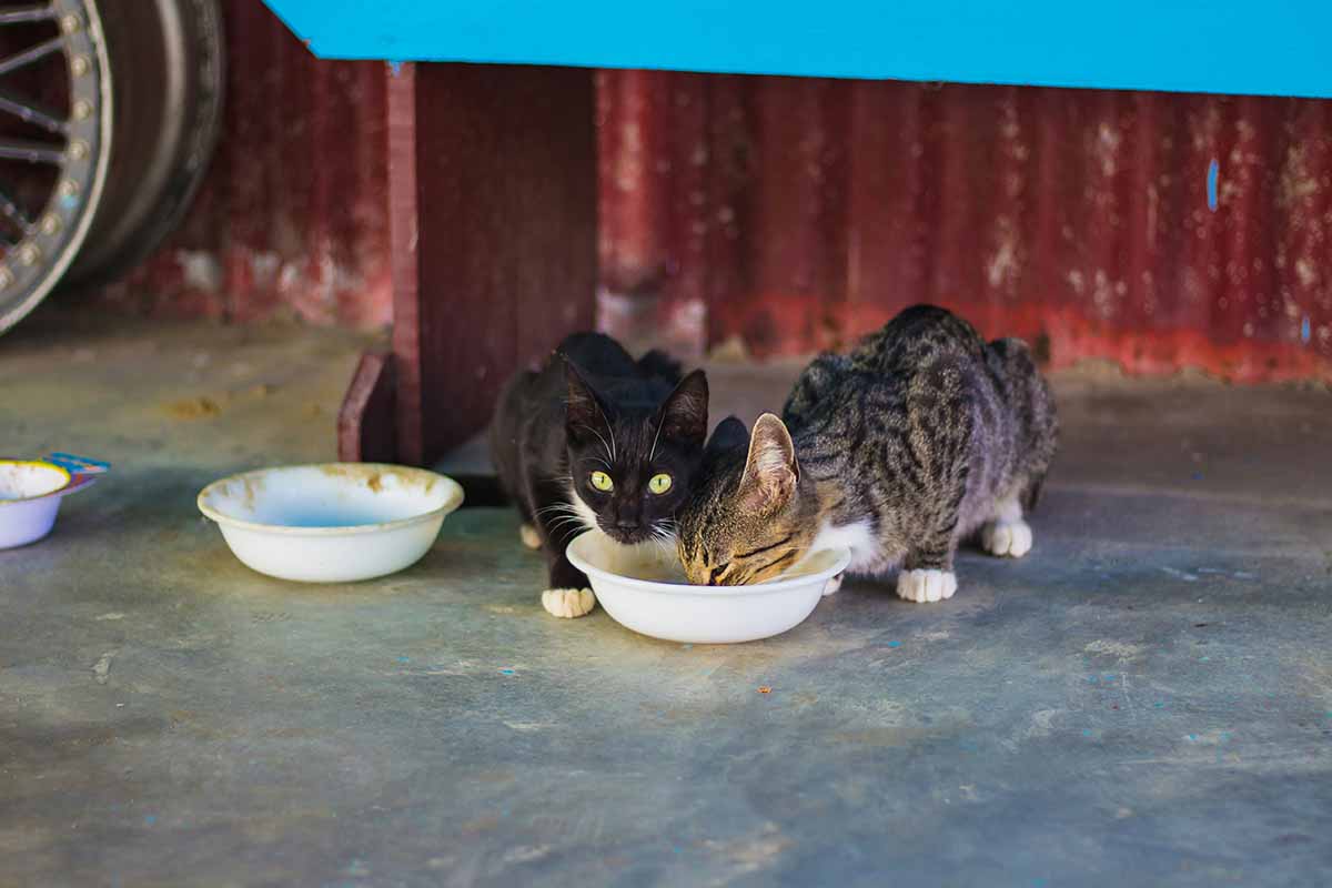 two cat eating food in the pot.