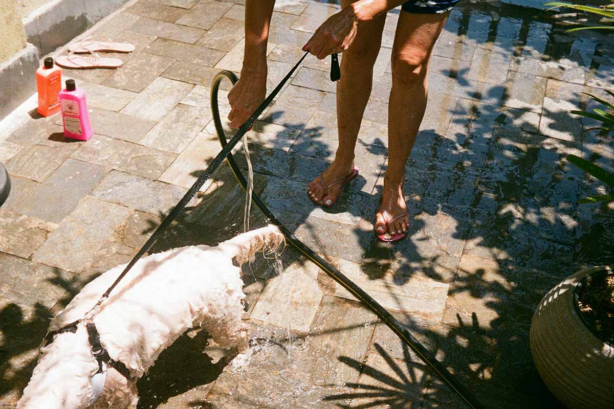 a dog is being bathed in the floor.