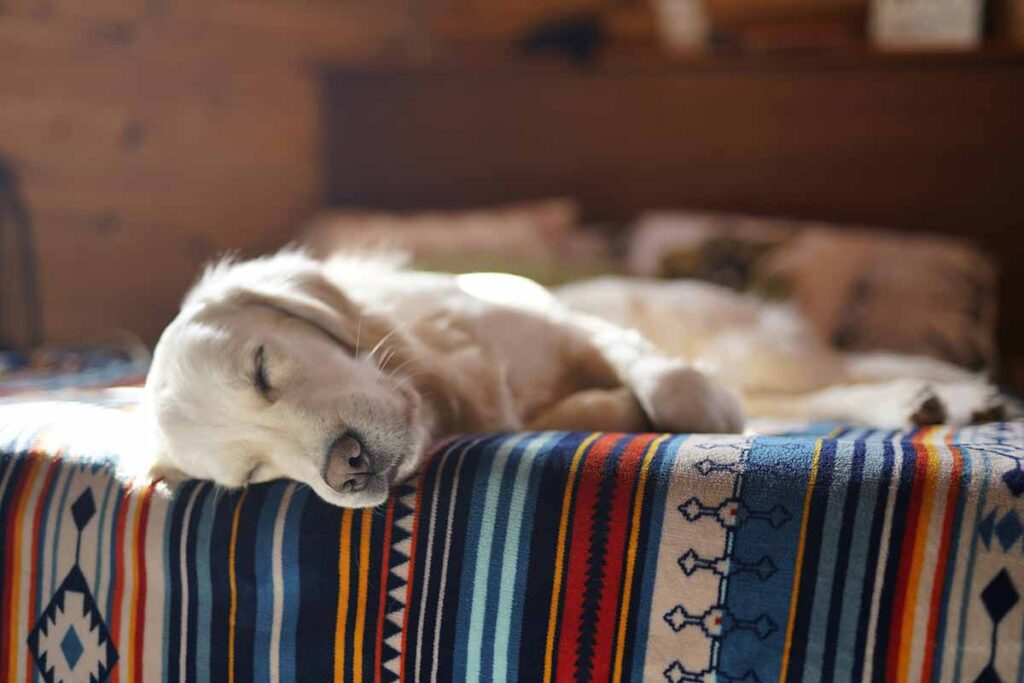 a dog sleeping on the bed in room.