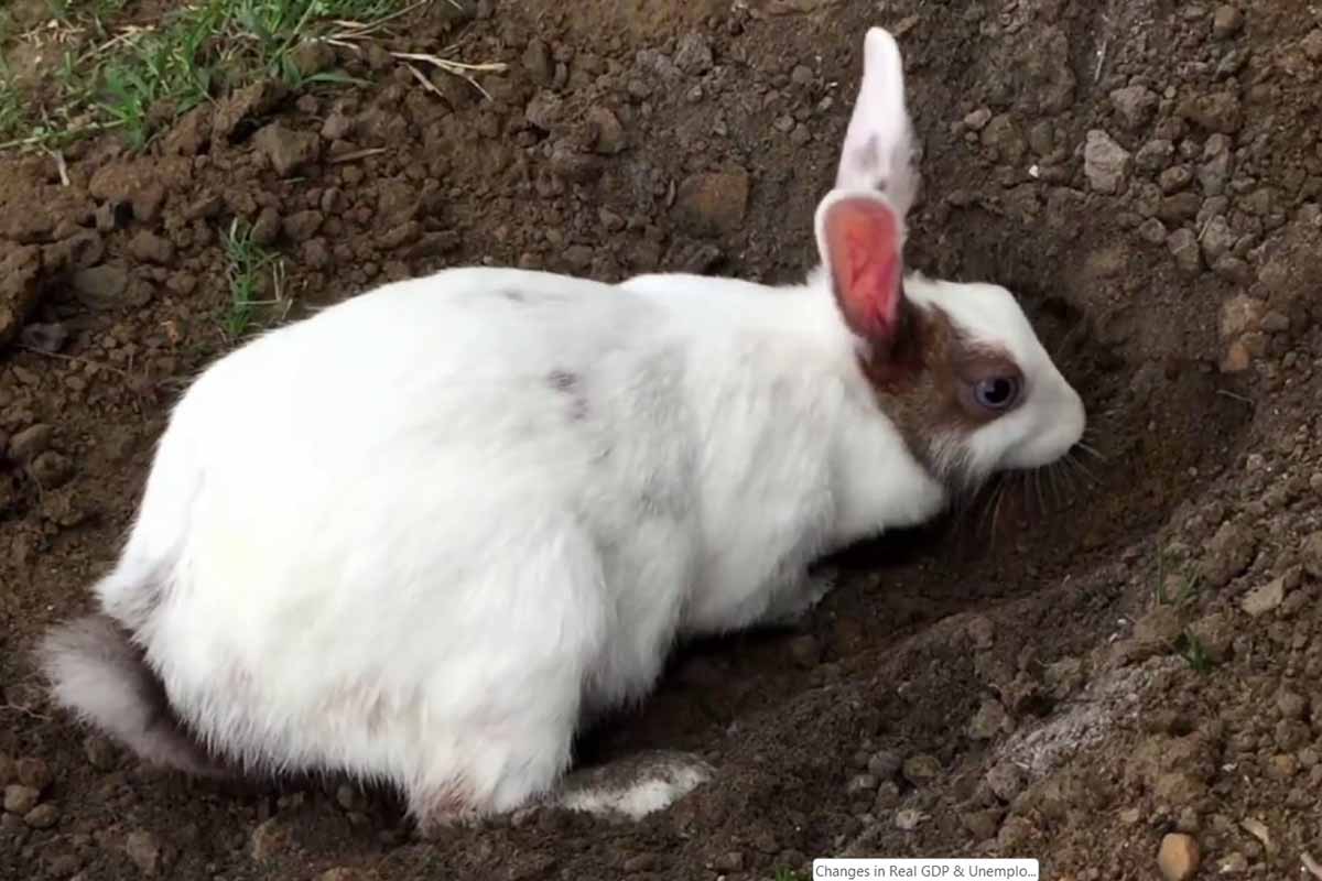 a rabbit doing digging in the fileds.