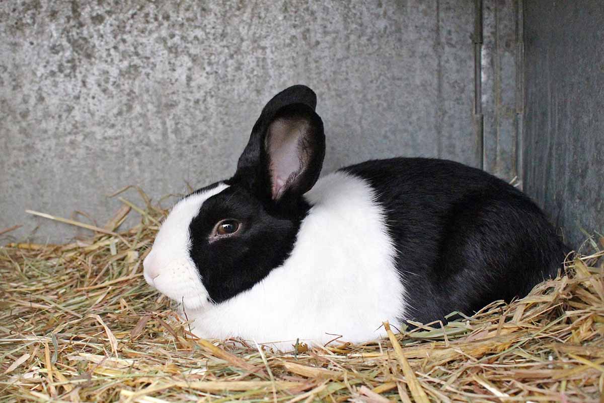 Dutch Rabbits sitting down in room.