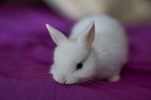 Dwarf Hotot sitting down in the cloth.