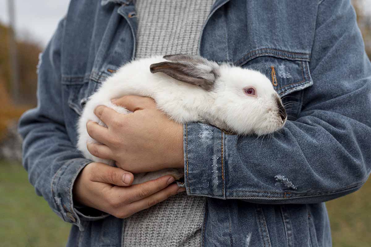 English-Angora rabbits sots on a man lap.