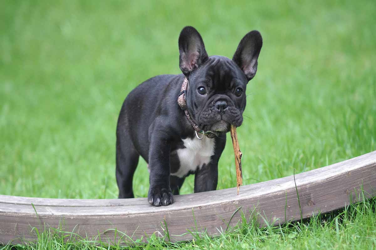 a French Bulldog dog chawing wood in the field .