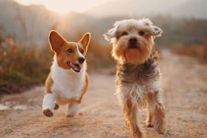 two dog running in the road.