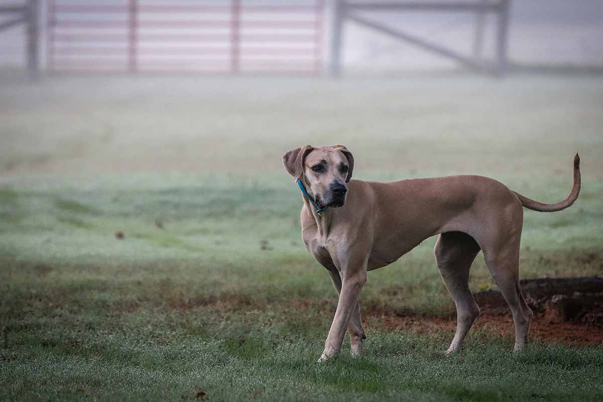 a Great Dane walking in the field.