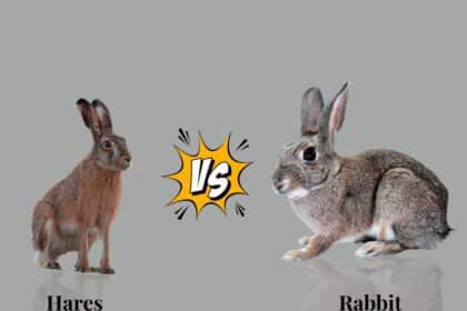 Hares vs Rabbit