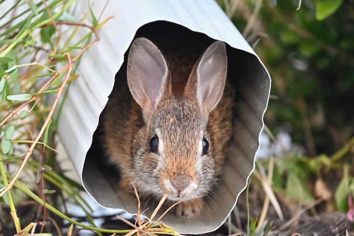 a rabbit hide in pot.