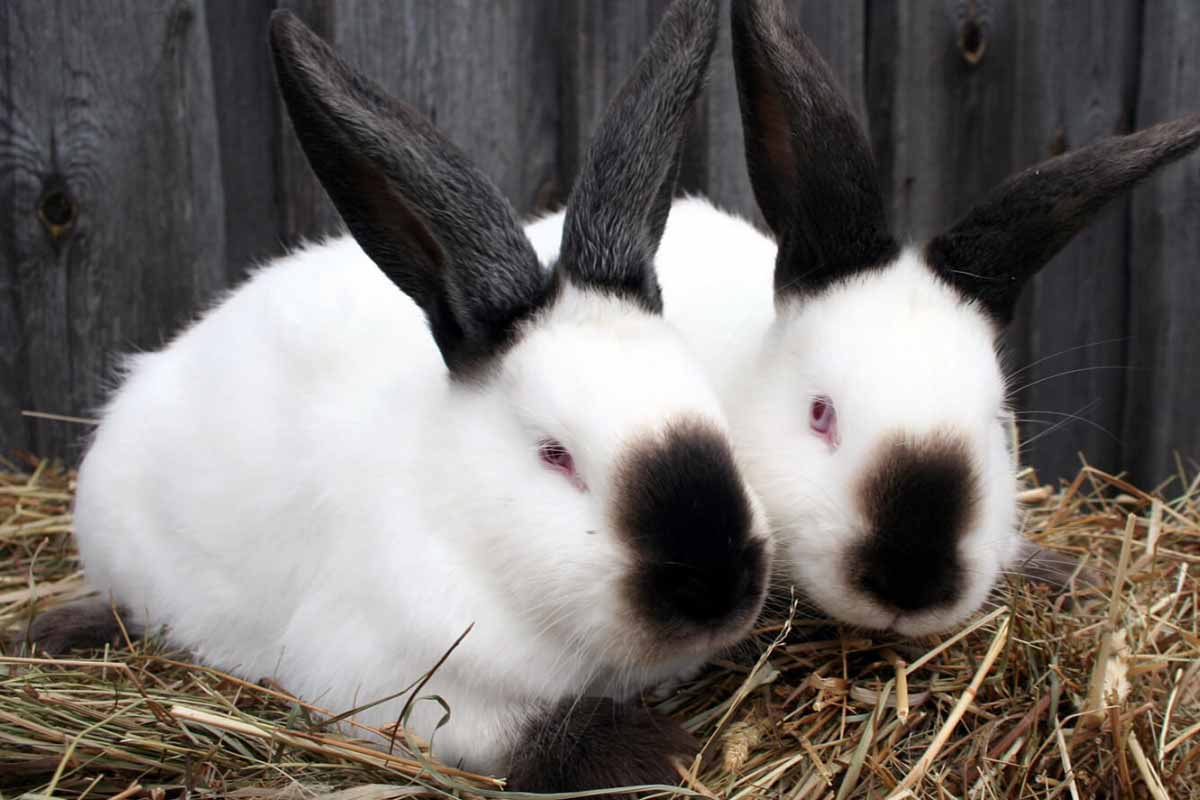 tow Himalayan rabbits sitting down in room.