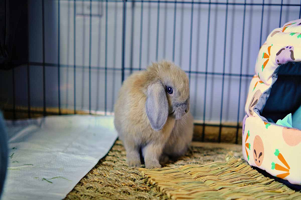 Holland Lop stand in room.