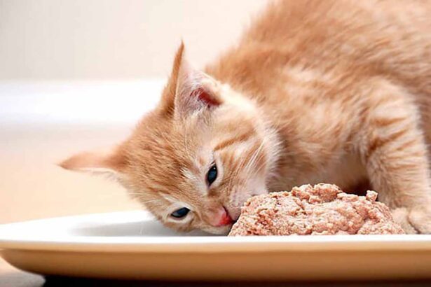 cat eating food in plate