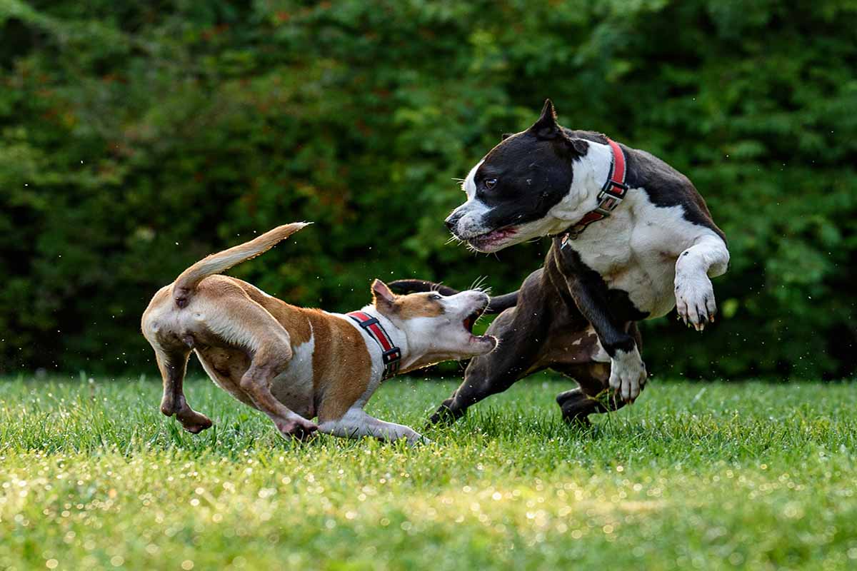 Aggression Between Dogs in the fields