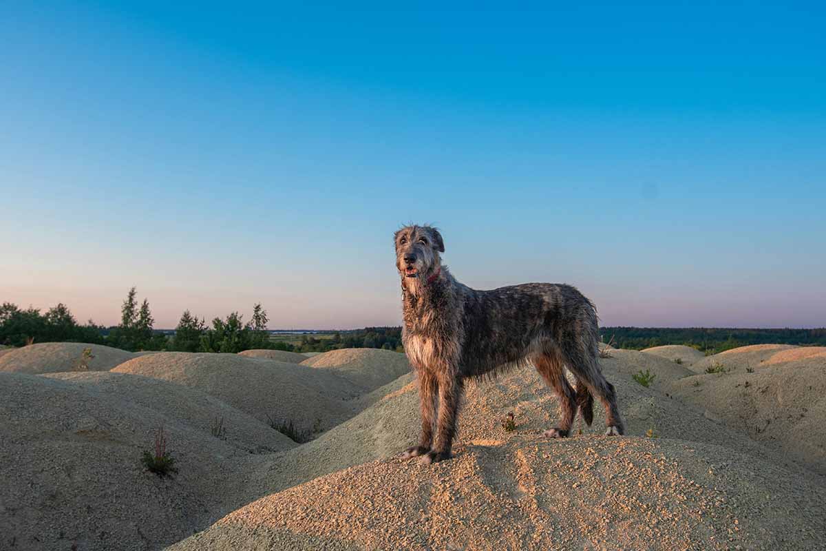 a Irish Wolfhound dog stand in the rock.