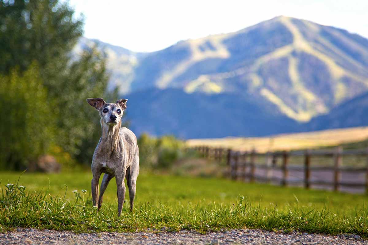 a Italian-Greyhound stand in the field.