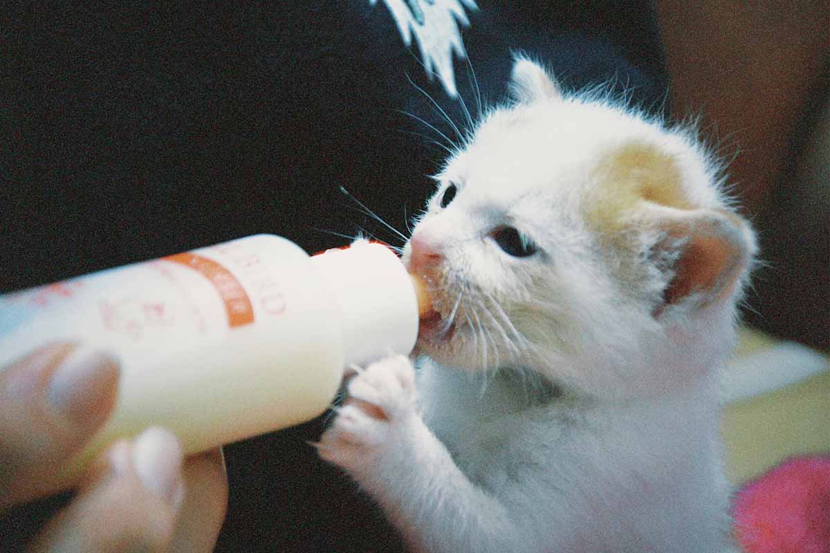 a cat eating milk by a bottol.