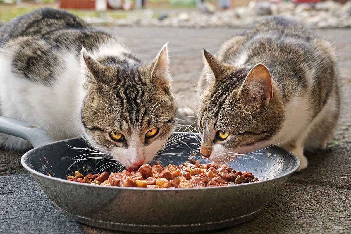 two cat eating food in the pot.