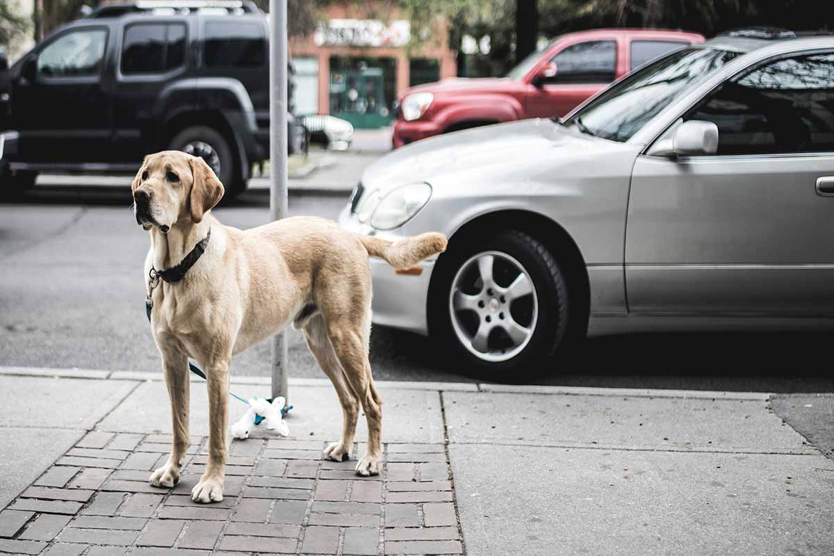 a Labrador Retriever standt in side road. 3 car parking on road.