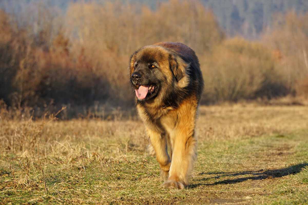 a Leonberger dog walking in the field.