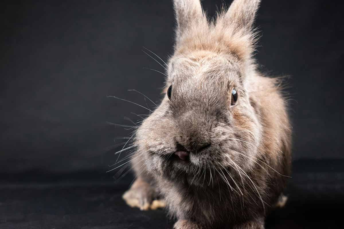 a Lionhead rabbit sitting down.