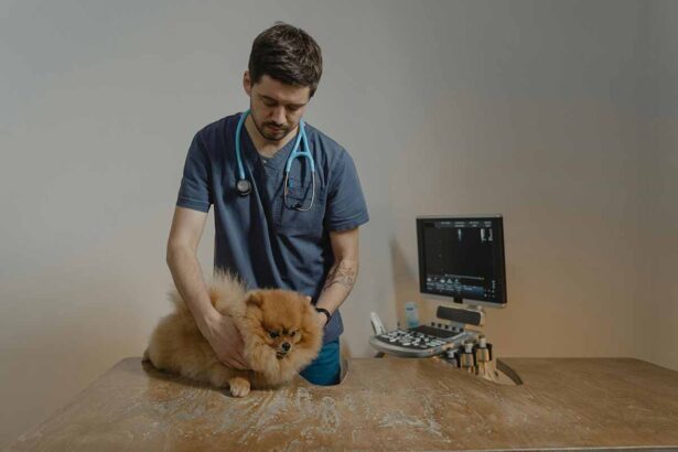 a doctor Treatment a dog on the table.