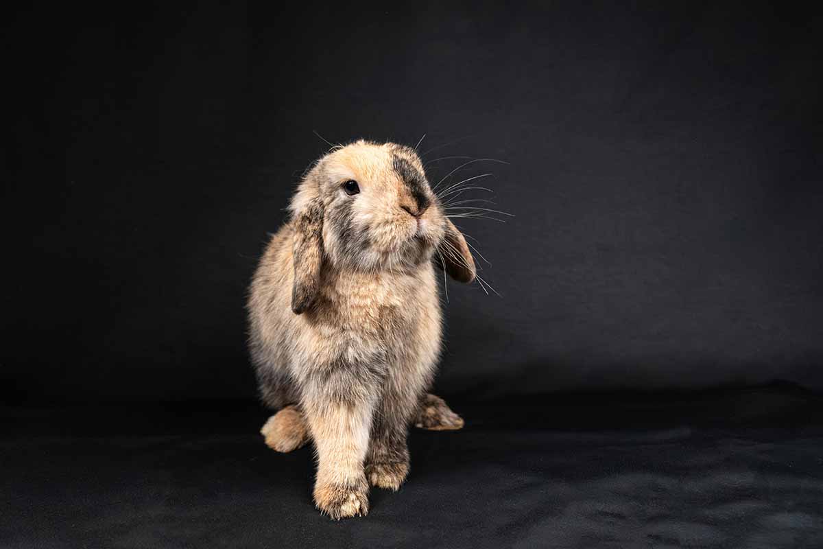 a Mini Lop rabbits stand in black floor.