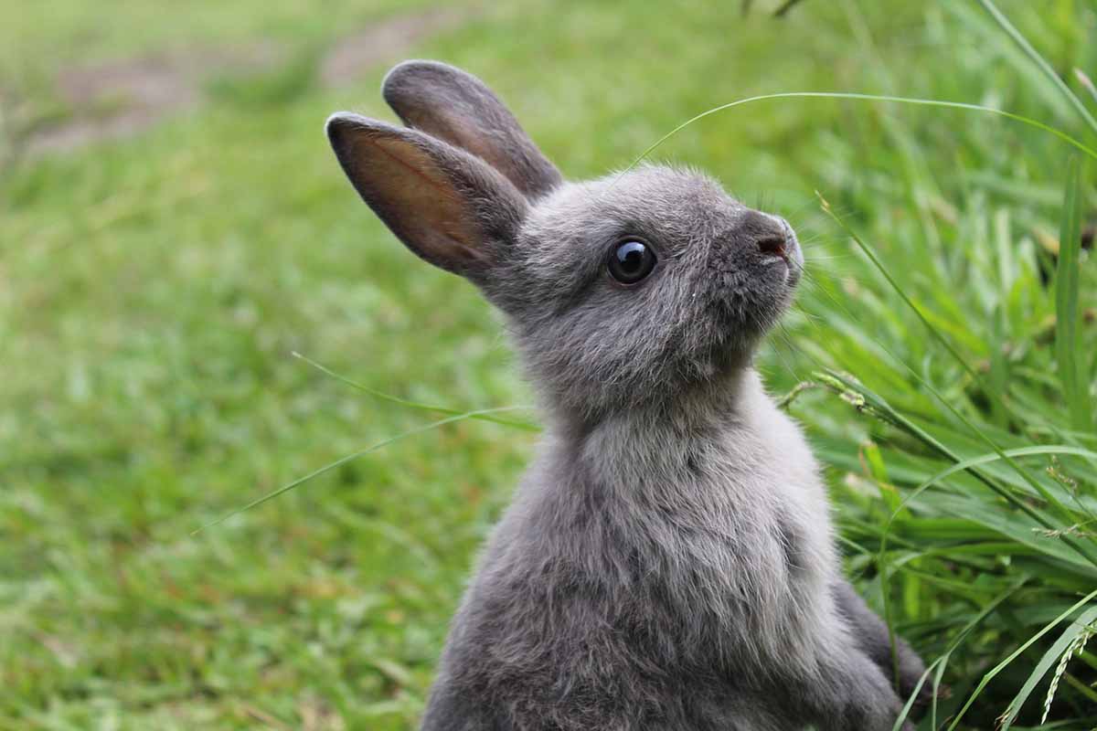 Mini Rex rabbit stand in gress.