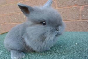 Miniature Lop stand in the floor.