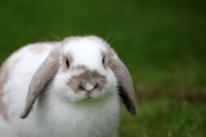 Miniature Lop rabbits stand in the fields.