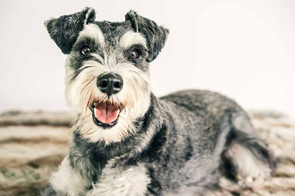 a Miniature Schnauzer dog sitting down in the field .