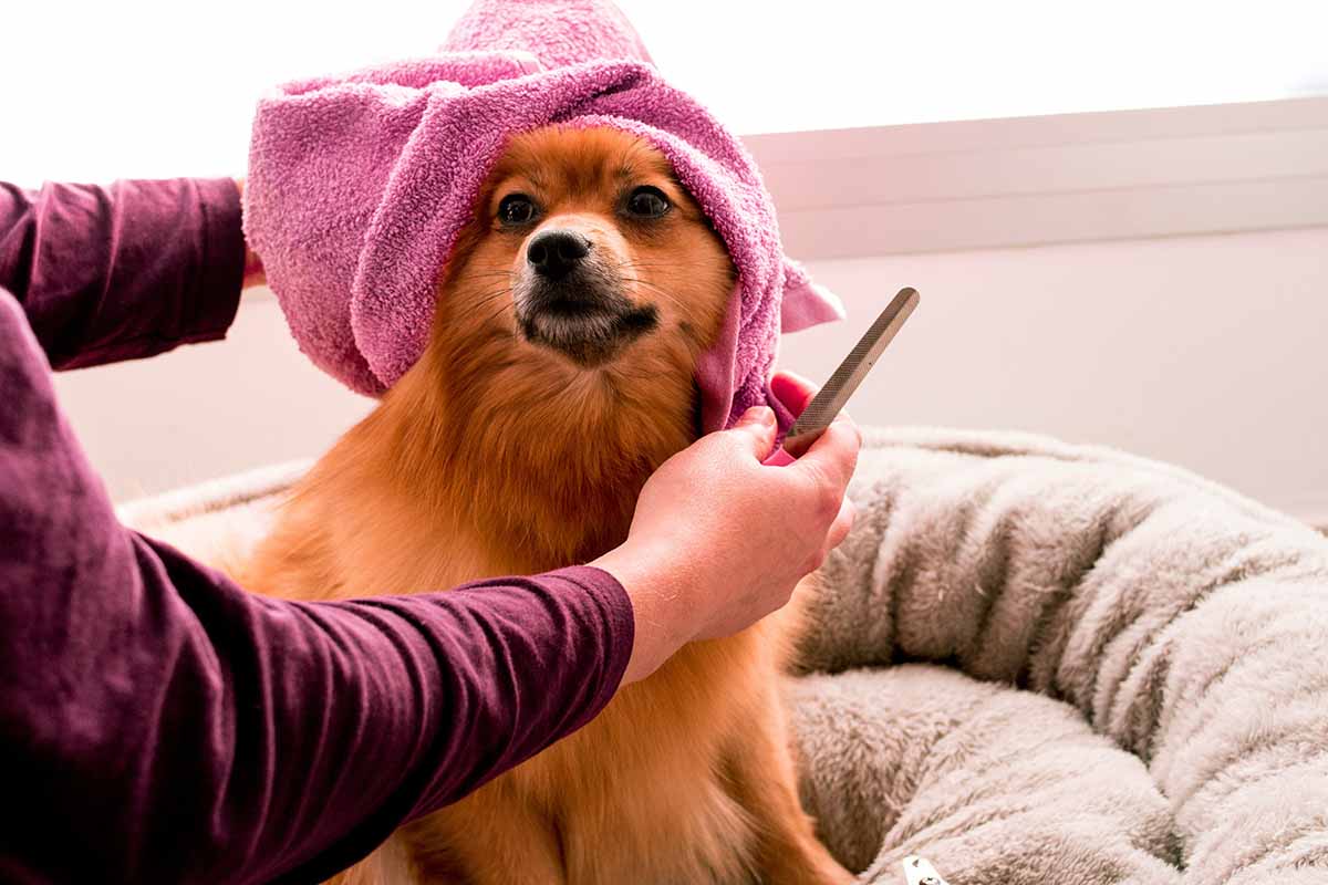 a man wipes a dog's poop with a towel.