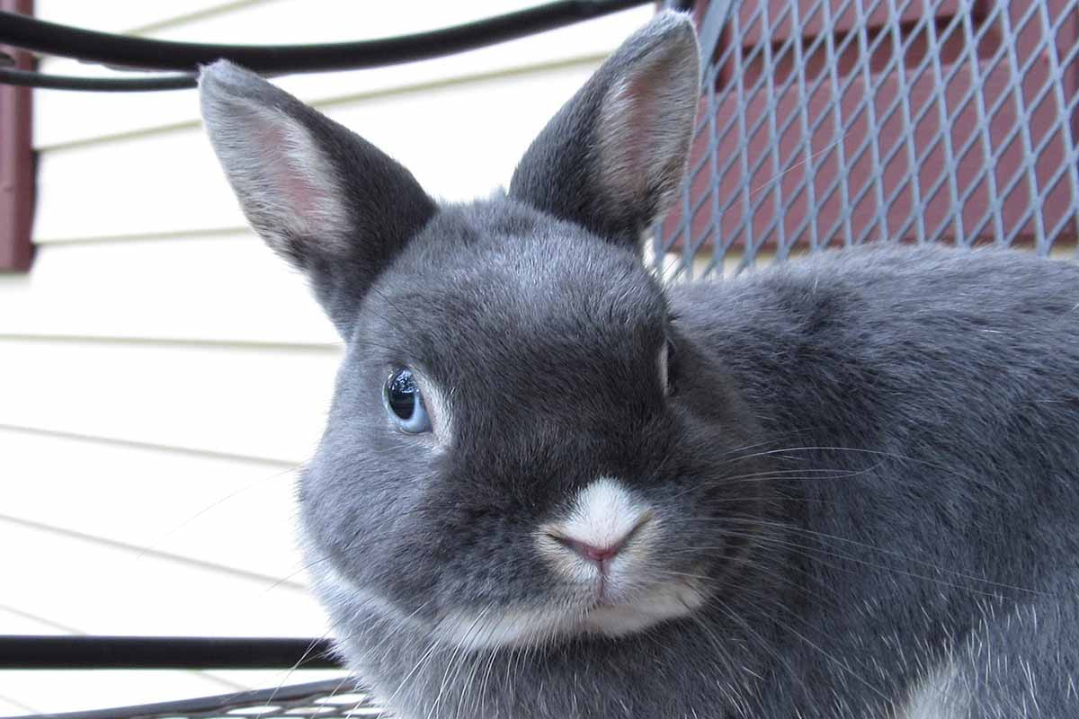 Netherland Dwarf stand out side net.