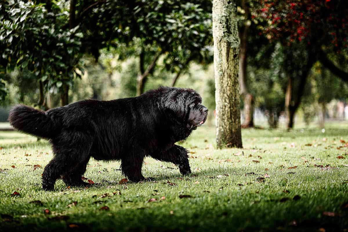 a Newfoundland walking in the garden