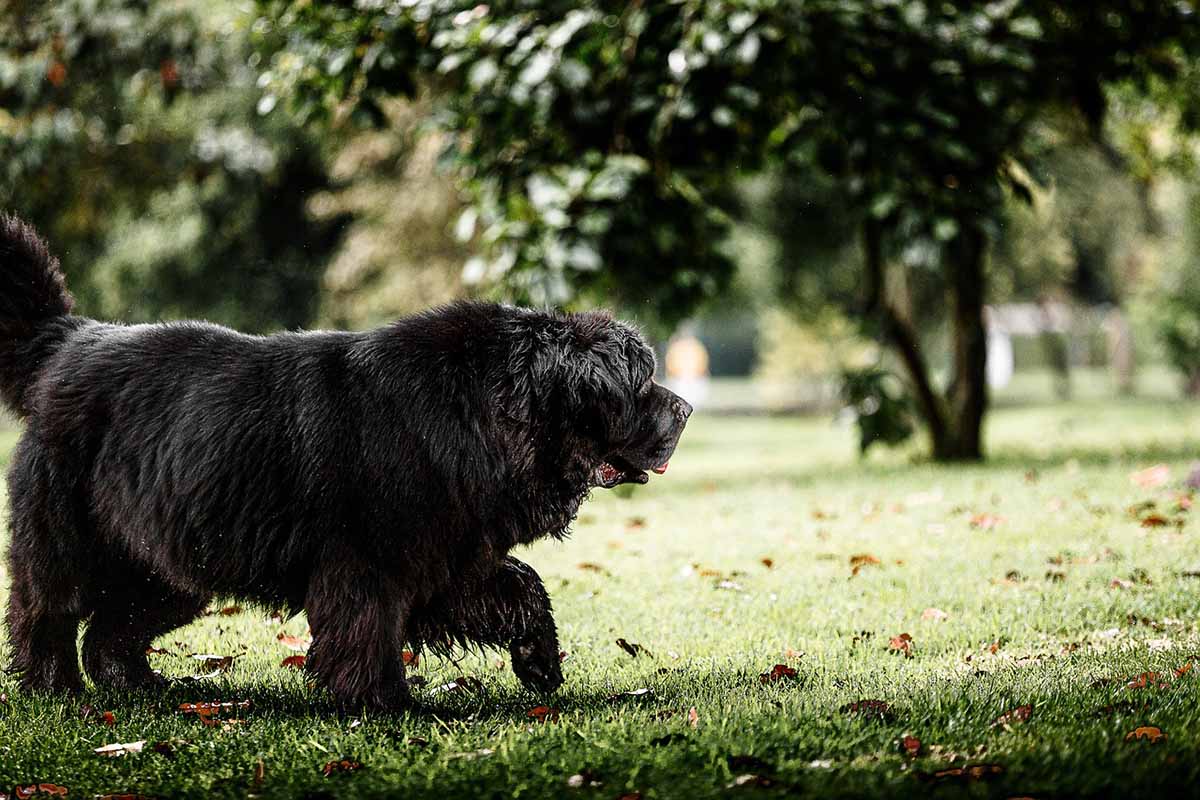 a Newfoundland walking in the field .