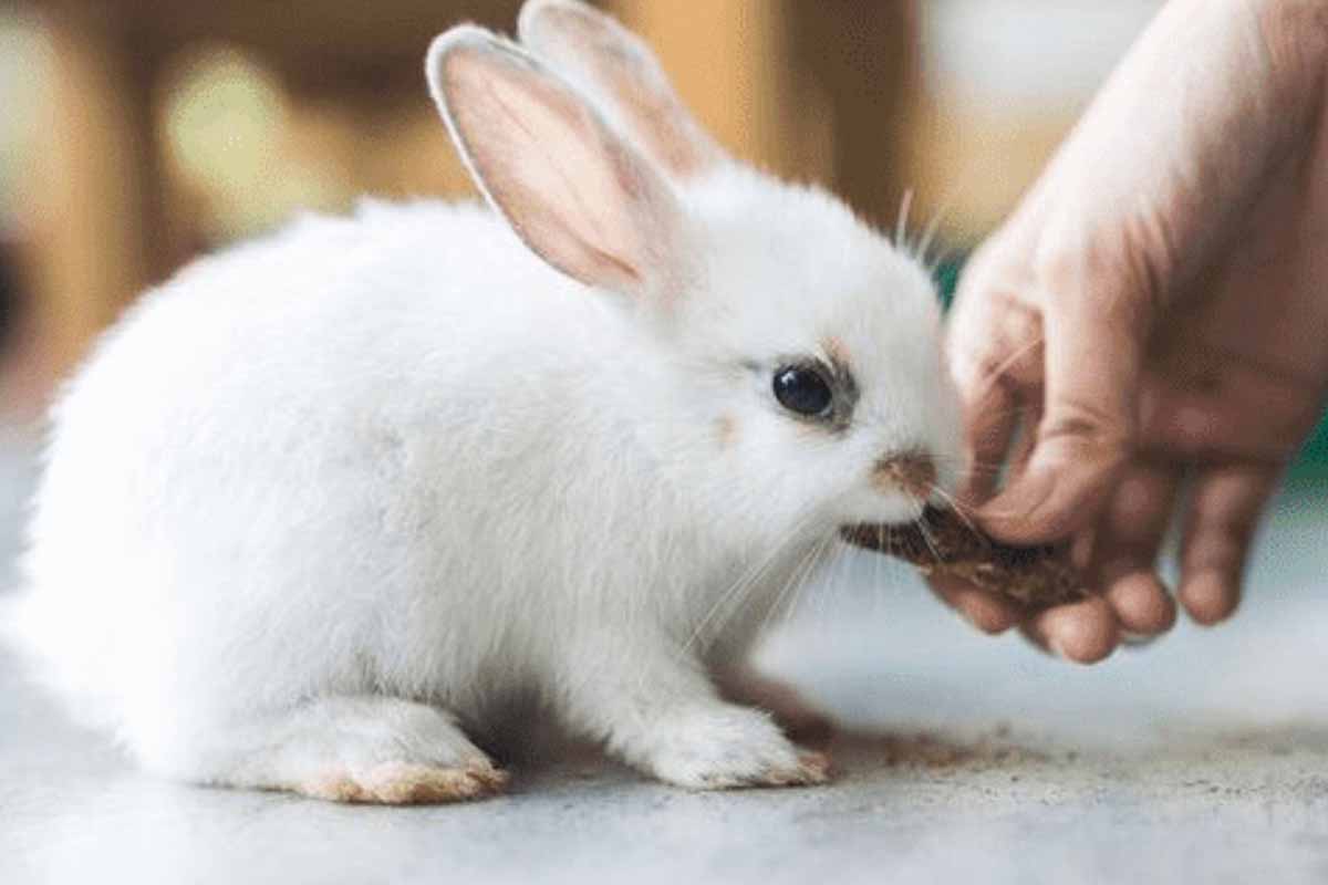 a rabbit stand a man touch him in the floor.