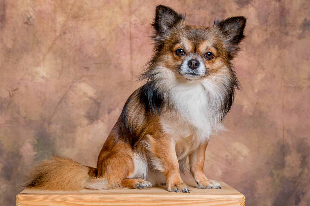 Papillon dog sitting on the table.