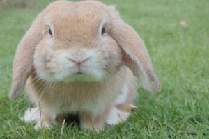 Polish rabbit sitting down in the fields.