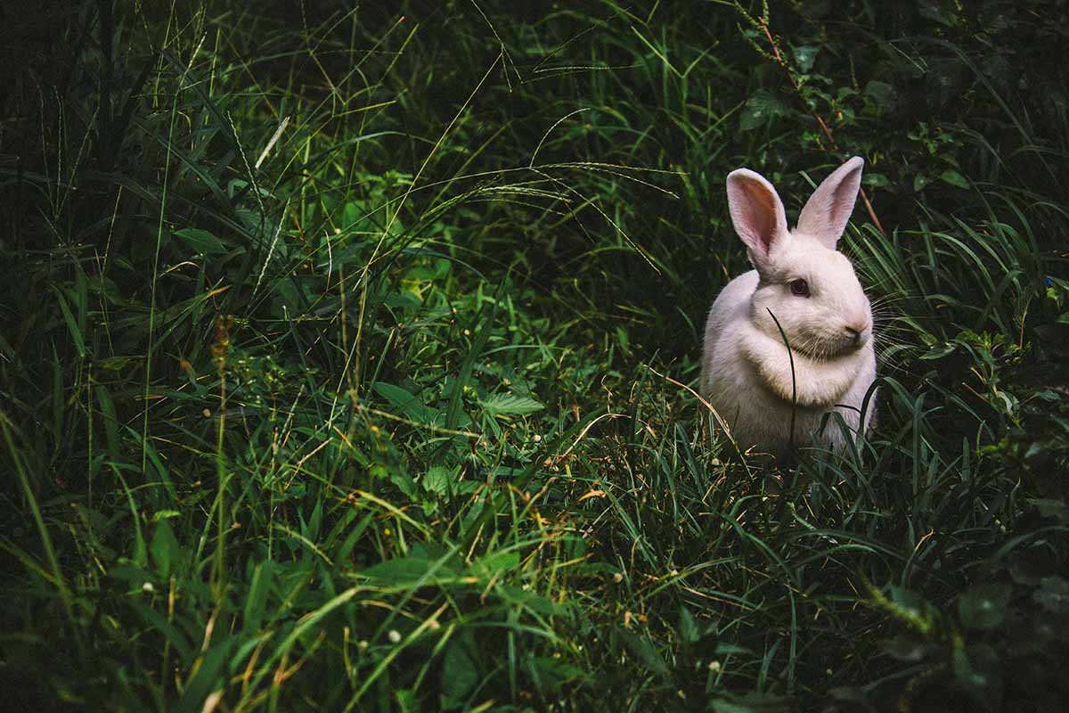 Polish rabbits stand in grass.