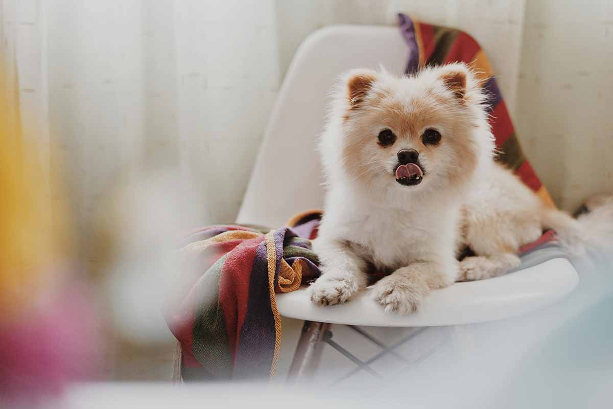 Pomeranian dog sitting ion the dog cherar.