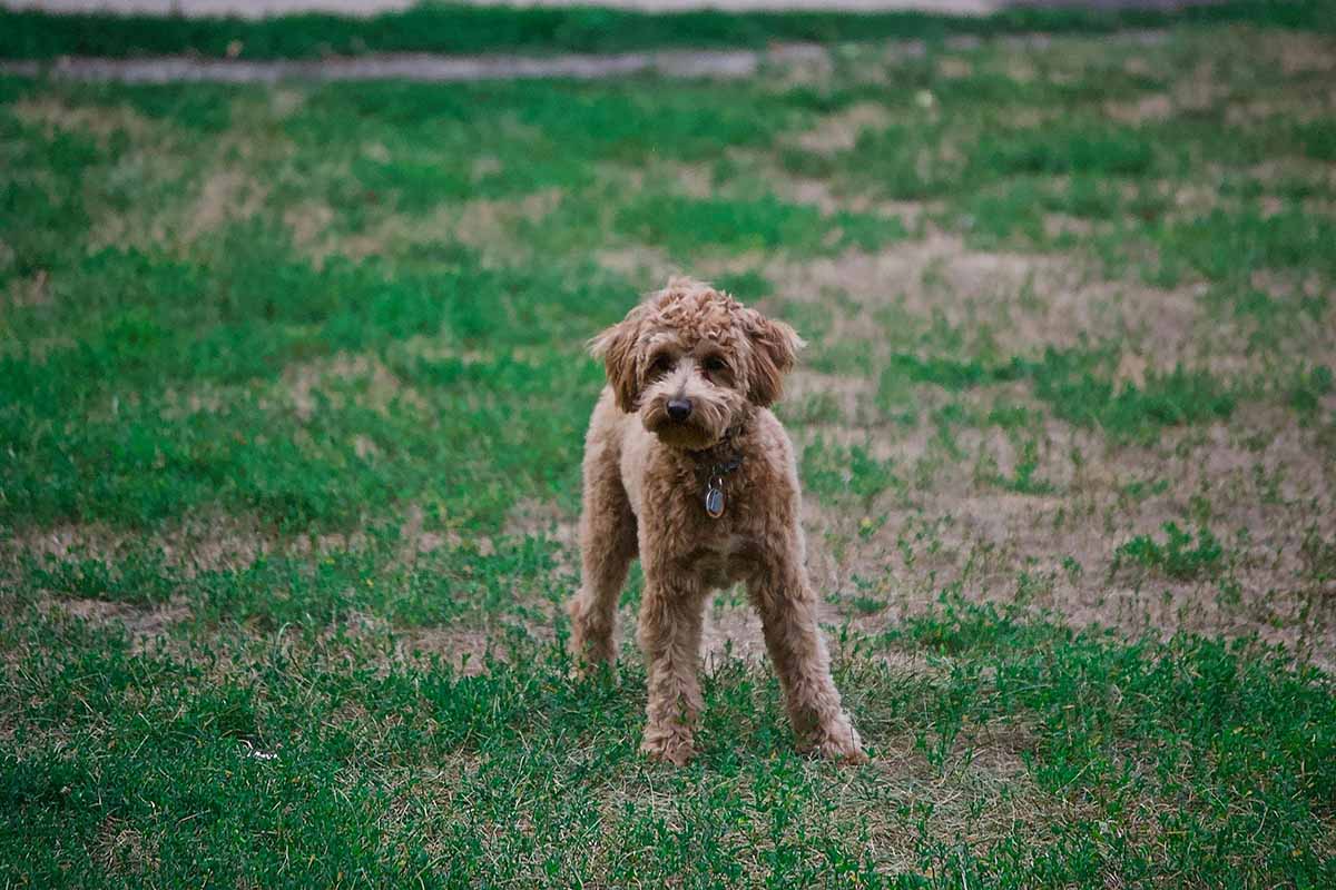 a Poodle dog stand in the field.