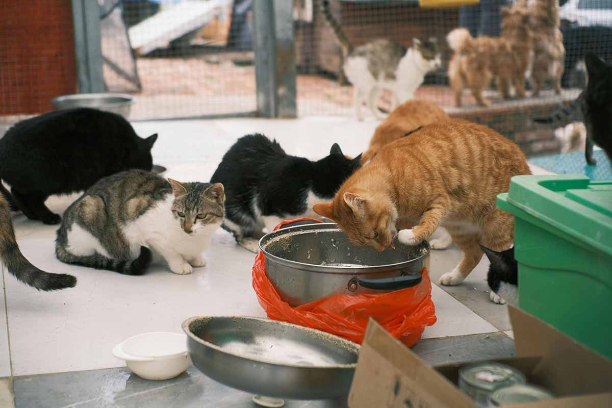 some cat eating food in tab.