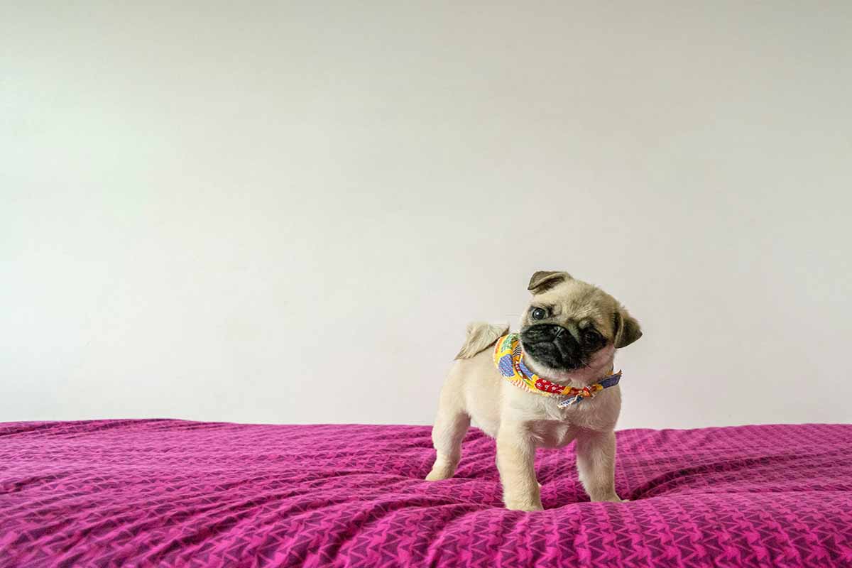 a Pug stand on the bed.