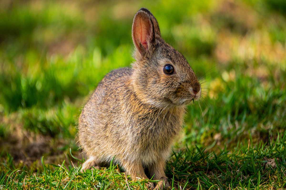 Rabbit Sitting in the field.