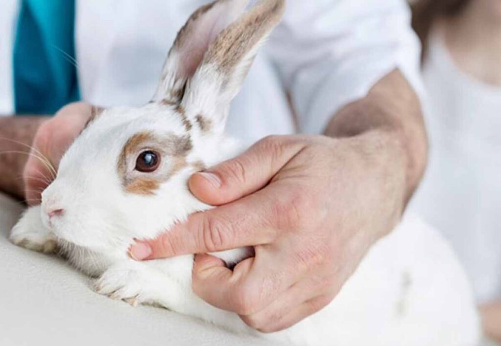 Rabbit Stomach Gurgling Reasons And Treatment on table