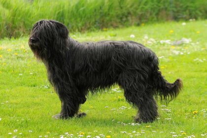 Rottweilers Dog stand in the field.